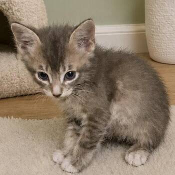 Newbie Oilcan Harry 19 -  Domestic Short Hair Cat for Adoption in Austin, Texas - Newbie Oilcan Harry 19 | PetCurious