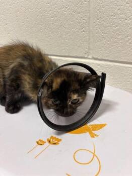 WENDY -  Domestic Short Hair Cat for Adoption - WENDY | PetCurious