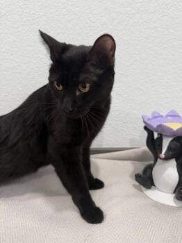 Celine -  Domestic Short Hair Cat for Adoption in Las Vegas, Nevada - Celine | PetCurious