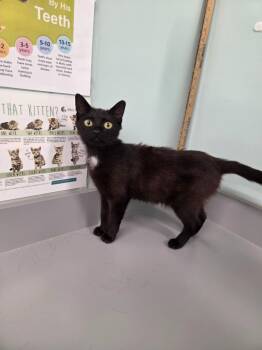 Toulouse -  Domestic Short Hair Cat for Adoption in Athens, Tennessee - Toulouse | PetCurious