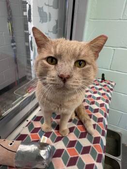 Rescue Domestic Short Hair Cats for Adoption in Elwood, New York - Garfield | PetCurious