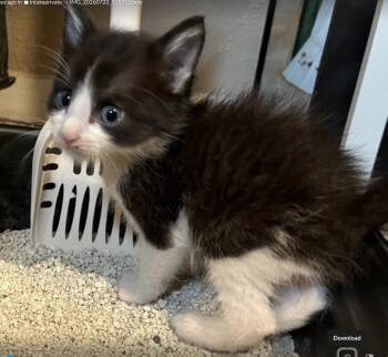 Tate Tuxie -  Domestic Medium Hair Cat for Adoption in New Braunfels, Texas - Tate Tuxie | PetCurious
