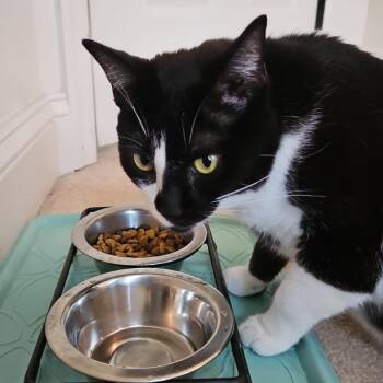 Hollie -  Domestic Short Hair Cat for Adoption in Winchester, Virginia - Hollie | PetCurious