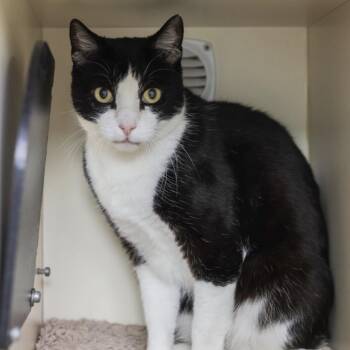Domestic Short Hair Cats Available for Adoption in Los Angeles, California - Jax | PetCurious