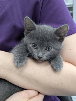 Pinky Pie -  Domestic Short Hair Cat for Adoption in Raleigh, North Carolina - Pinky Pie | PetCurious