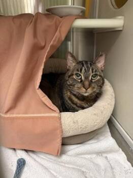 Domestic Short Hair Cats Available for Adoption in Montreal, Quebec - Minie | PetCurious