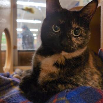 Domestic Short Hair Cats Available for Adoption in Worcester, Massachusetts - Latte | PetCurious