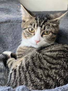 Rescue Domestic Short Hair Cats for Adoption in Herndon, Virginia - Elphaba | PetCurious