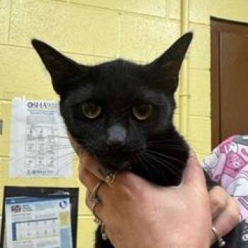 Kelly -  Domestic Short Hair Cat for Adoption in New York, New York - Kelly | PetCurious