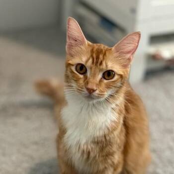 Kelly Green -  Tabby and Domestic Short Hair Cat for Adoption in Friendswood, Texas - Kelly Green | PetCurious