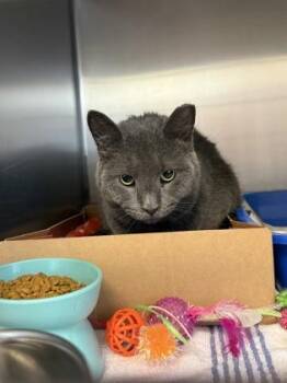 Domestic Short Hair Cats Available for Adoption - Lovebug | PetCurious