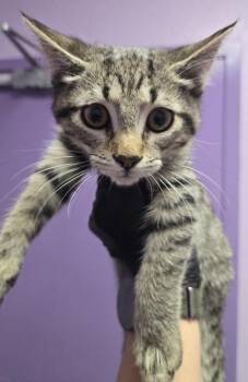 Domestic Short Hair Cats Available for Adoption - Darling | PetCurious