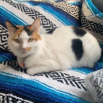 Rescue Domestic Short Hair Cats for Adoption in Meridian, Idaho - Sophie | PetCurious