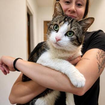 Bobby Bobber -  Domestic Short Hair Cat for Adoption in Hopkinton, Massachusetts - Bobby Bobber | PetCurious