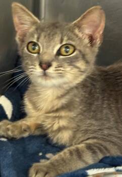 DAFFY -  Domestic Short Hair Cat for Adoption in Elizabethton, Tennessee - DAFFY | PetCurious