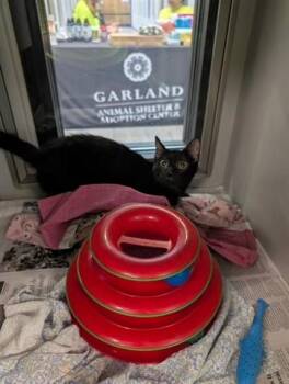 Domestic Short Hair Cats Available for Adoption in Rowlett, Texas - RAVEN | PetCurious