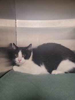 Domestic Short Hair Cats Available for Adoption - Doritos Locos | PetCurious