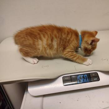 Golden Graham -  Domestic Short Hair Cat for Adoption in Coos Bay, Oregon - Golden Graham | PetCurious