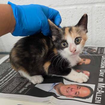 Caribou -  Domestic Short Hair Cat for Adoption in Edinburg, Texas - Caribou | PetCurious
