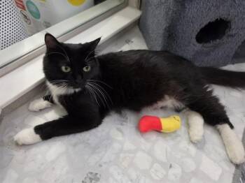 MABEL -  Domestic Long Hair Cat for Adoption in Colorado Springs, Colorado - MABEL | PetCurious