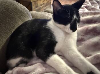 Rescue Tuxedo Cats for Adoption in Tracy, California - Oden | PetCurious