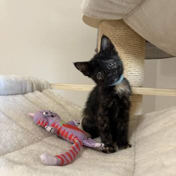 Rescue Tortoiseshell and Domestic Short Hair Cats for Adoption in Bryan, Texas - Cera | PetCurious