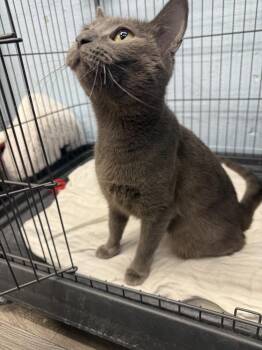 Domestic Short Hair Cats Available for Adoption in West Mifflin, Pennsylvania - Snow White | PetCurious
