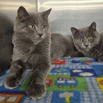 Rescue Domestic Short Hair Cats for Adoption in Spokane, Washington - Morell | PetCurious