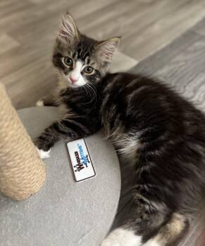 Cassius -  Domestic Medium Hair Cat for Adoption in Hudson, New York - Cassius | PetCurious