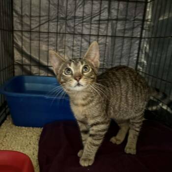 Glitter -  Domestic Short Hair Cat for Adoption in Stephenville, Texas - Glitter | PetCurious