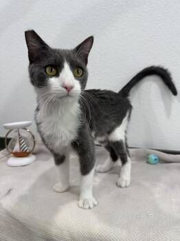 Lorenzo -  Domestic Short Hair Cat for Adoption in Las Vegas, Nevada - Lorenzo | PetCurious