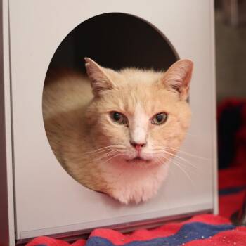 Mel-Mel -  Domestic Short Hair Cat for Adoption in Inman, South Carolina - Mel-Mel | PetCurious