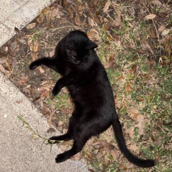 Domestic Medium Hair Cats Available for Adoption - Jinx | PetCurious