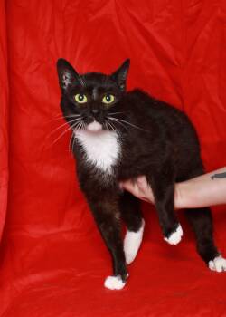 Rescue Domestic Short Hair Cats for Adoption in Rock Falls, Illinois - Sashay | PetCurious