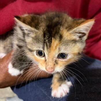 Carmen -  Domestic Short Hair Cat for Adoption in Waldorf, Maryland - Carmen | PetCurious
