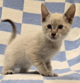 Gabriel -  Domestic Short Hair Cat for Adoption in Murphysboro, Illinois - Gabriel | PetCurious