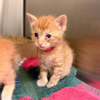 Caraxes -  Domestic Short Hair Cat for Adoption in Lynchburg, Virginia - Caraxes | PetCurious