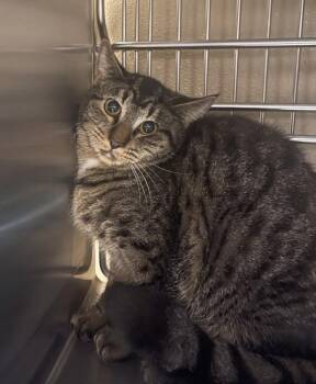 Domestic Short Hair Cats Available for Adoption - Sandora - Barn Cat | PetCurious