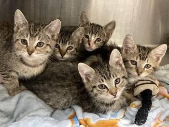 Domestic Short Hair Cats Available for Adoption in Tustin, California - LAVA | PetCurious