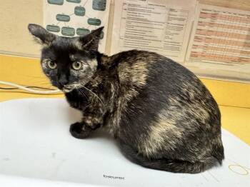 UMBREON -  Domestic Short Hair Cat for Adoption in Colorado Springs, Colorado - UMBREON | PetCurious
