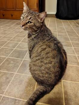 Mo Money -  Domestic Short Hair Cat for Adoption in Wheaton, Illinois - Mo Money | PetCurious