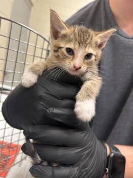 Copy of 2026-09-060 -  Domestic Short Hair Cat for Adoption in Winder, Georgia - Copy Of 2026-09-060 | PetCurious