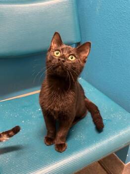 Las Cruces -  Domestic Short Hair Cat for Adoption in Fort Collins, Colorado - Las Cruces | PetCurious