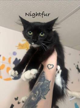 NIGHTFUR -  Domestic Medium Hair Cat for Adoption in Hamilton Township, New Jersey - NIGHTFUR | PetCurious