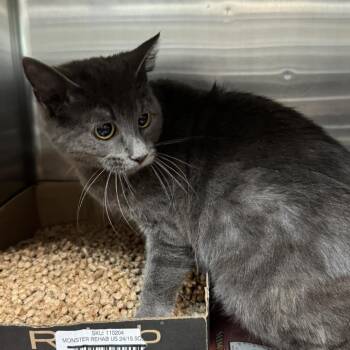 Misty -  Domestic Short Hair Cat Available for Adoption in Shinnston, West Virginia - Misty | PetCurious