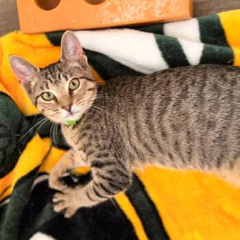 Dionne -  Domestic Short Hair Cat for Adoption in Green Bay, Wisconsin - Dionne | PetCurious