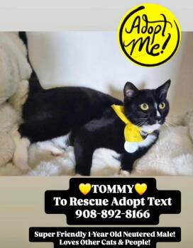 Domestic Short Hair Cats Available for Adoption in Bridgewater, New Jersey - TOMMY | PetCurious