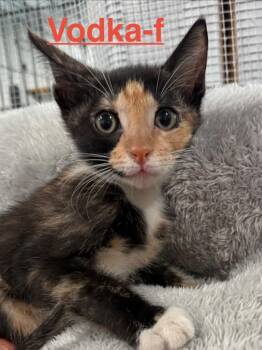 Vodka 26 -  Calico and Domestic Short Hair Cat for Adoption in Brookhaven, Mississippi - Vodka 26 | PetCurious