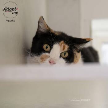 Rescue Domestic Short Hair Cats for Adoption in Ballwin, Missouri - Aquarius | PetCurious