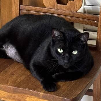 Domestic Short Hair Cats Available for Adoption in Houston, Texas - Pepe | PetCurious